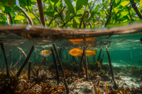 INCIMAR es reconocido por Minciencias como Centro de Investigación